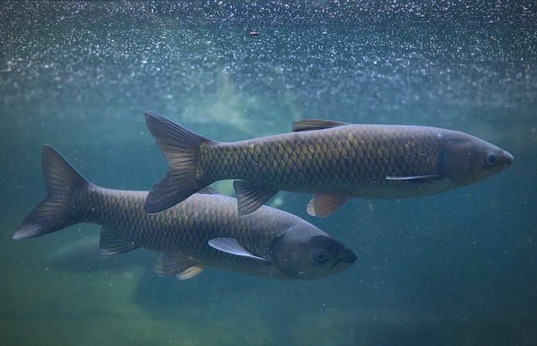 青鱼养殖技术有哪些关键要点？-图1