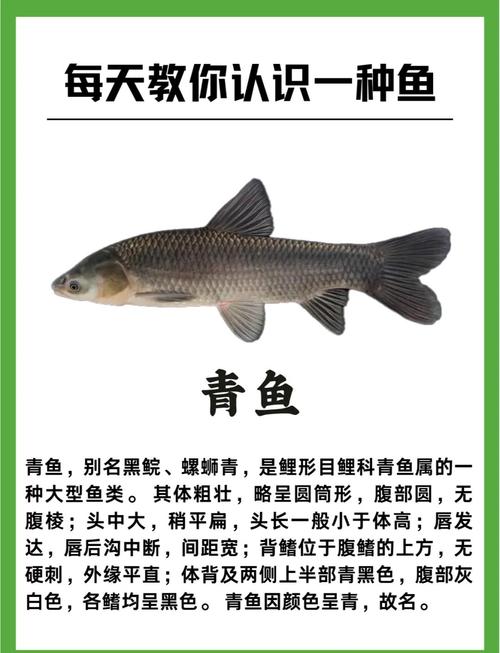 青鱼养殖技术有哪些关键要点？-图3