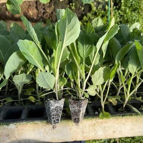 越冬甘蓝种植技术有哪些要点？-图1