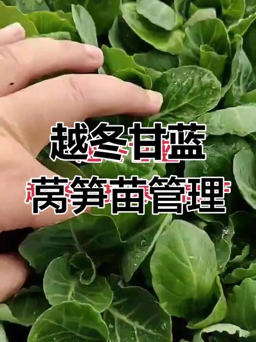 越冬甘蓝种植技术有哪些要点？-图3