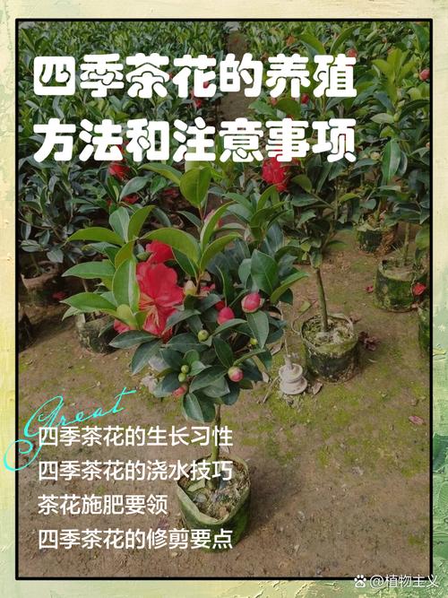 贵州茶花栽培管理技术有哪些要点？-图1