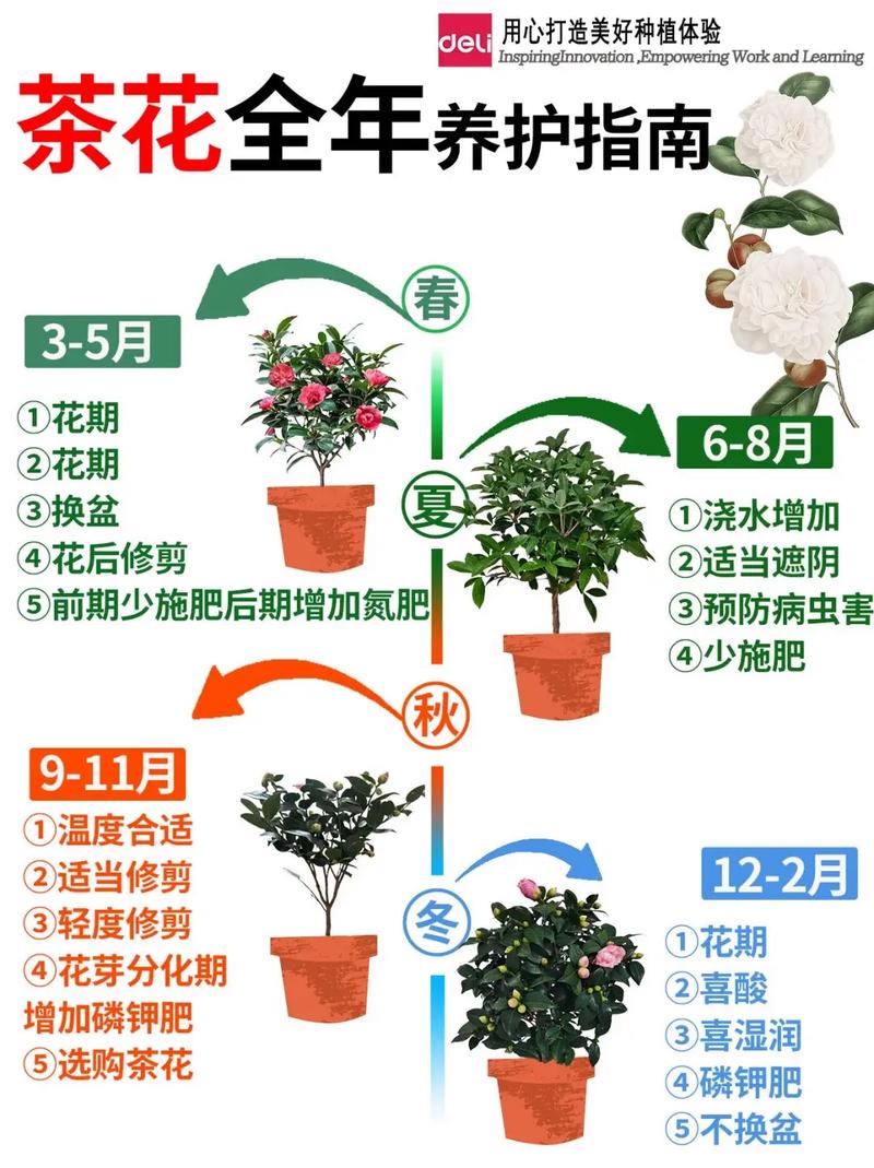 贵州茶花栽培管理技术有哪些要点？-图2
