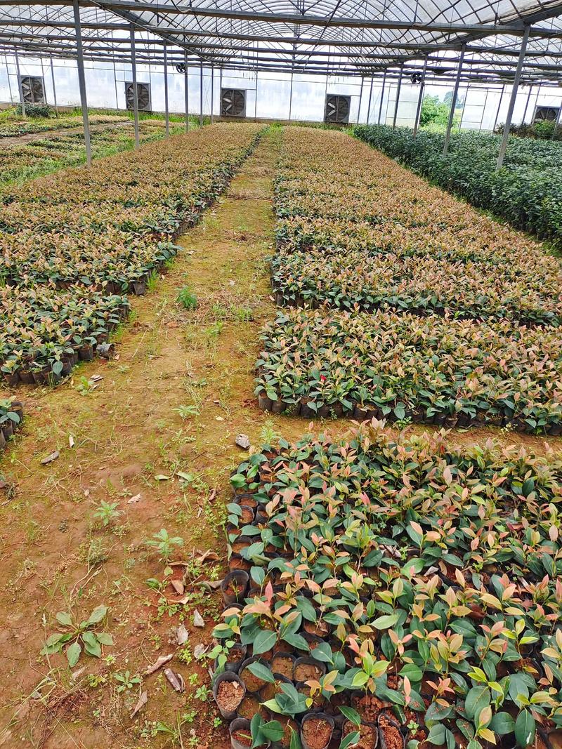 贵州茶花栽培管理技术有哪些要点？-图3