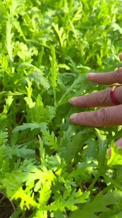 茼蒿种植视频怎么种才高产？-图1