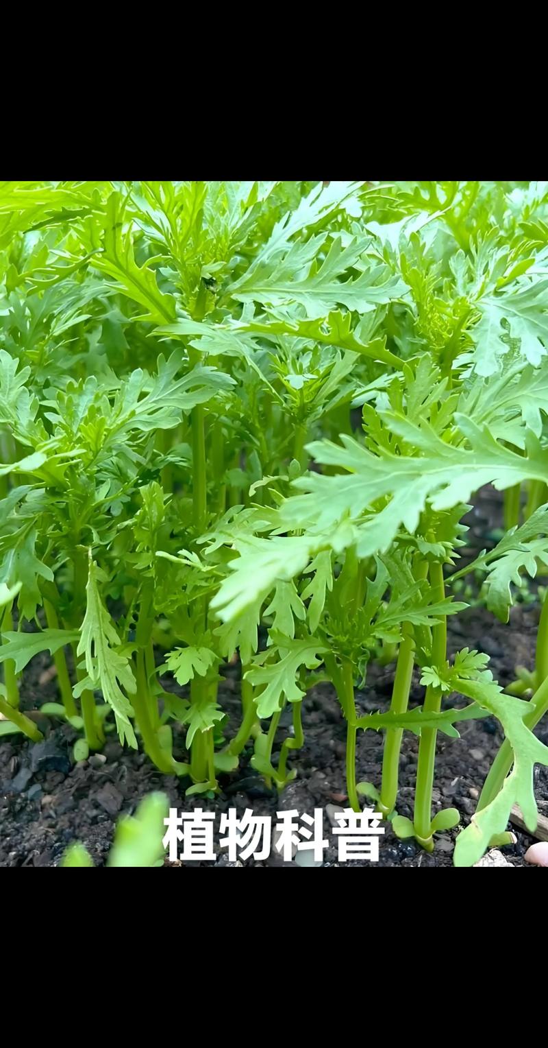 茼蒿种植视频怎么种才高产？-图2