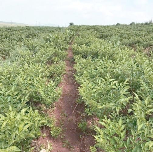 魔芋种植技术视频，新手能学会吗？-图2