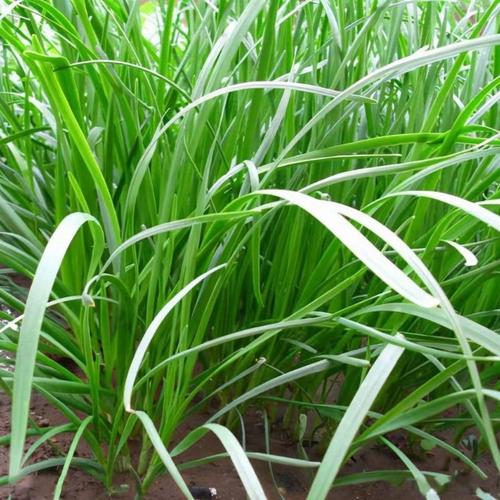 韭菜休眠与浅休眠品种有何差异？-图2