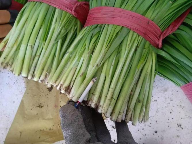 韭菜休眠与浅休眠品种有何差异？-图1