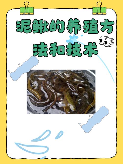 优质泥鳅全套养殖技术有哪些关键点？-图1