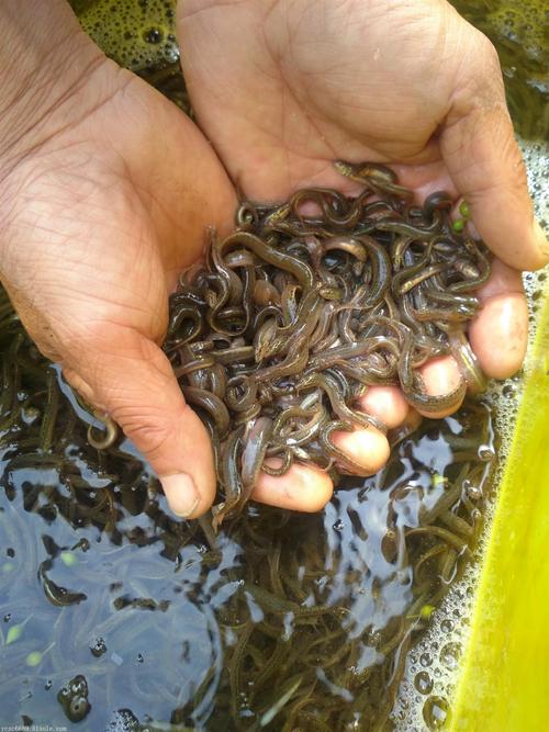 优质泥鳅全套养殖技术有哪些关键点？-图2