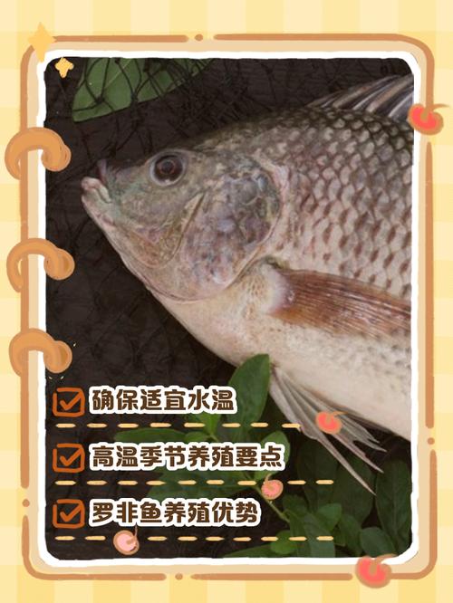 罗非鱼锦鲤混养，技术难点有哪些？-图1