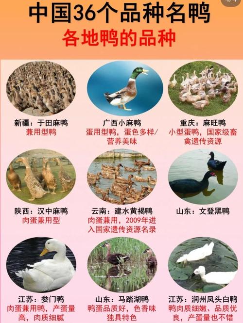 肉鸭苗价格厂家荆江哪家更优？-图3