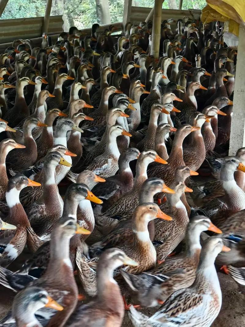 鱼塘养鸭选什么品种合适？-图2