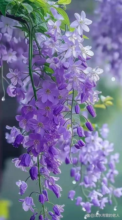 紫藤花哪个品种颜值最高？-图1