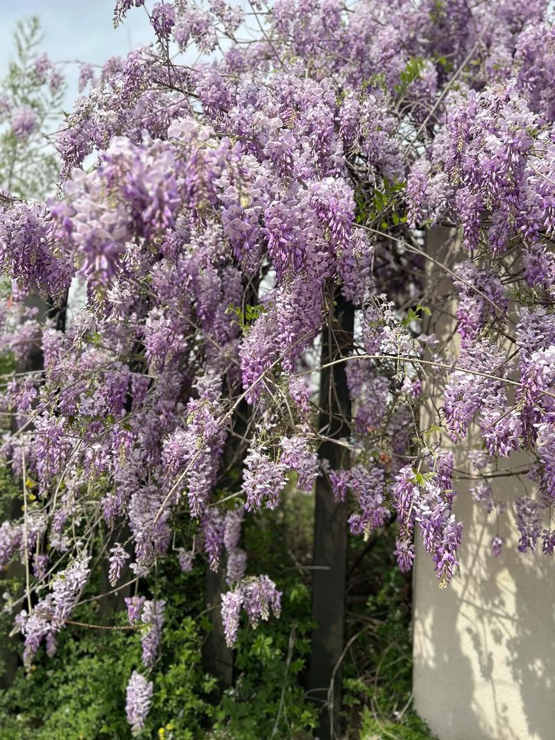 紫藤花哪个品种颜值最高？-图2