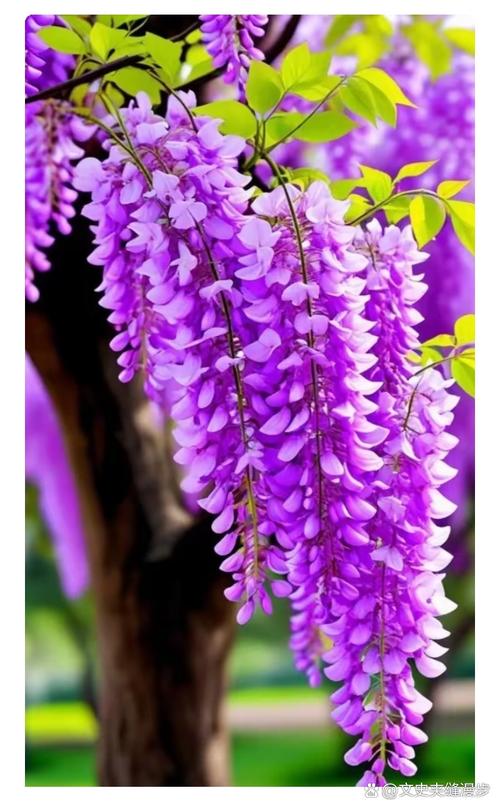 紫藤花哪个品种颜值最高？-图3