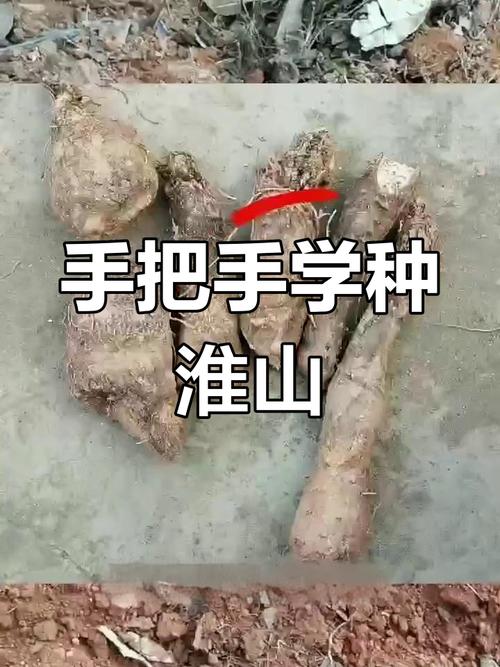 山药长芽后能直接种植吗？-图1