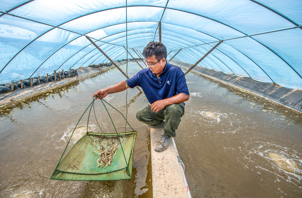 大棚养蟹视频，关键技术点在哪？-图1