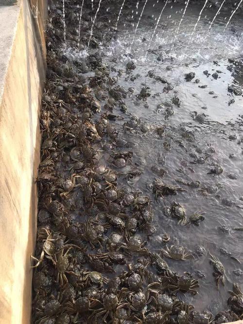 大棚养蟹视频，关键技术点在哪？-图2