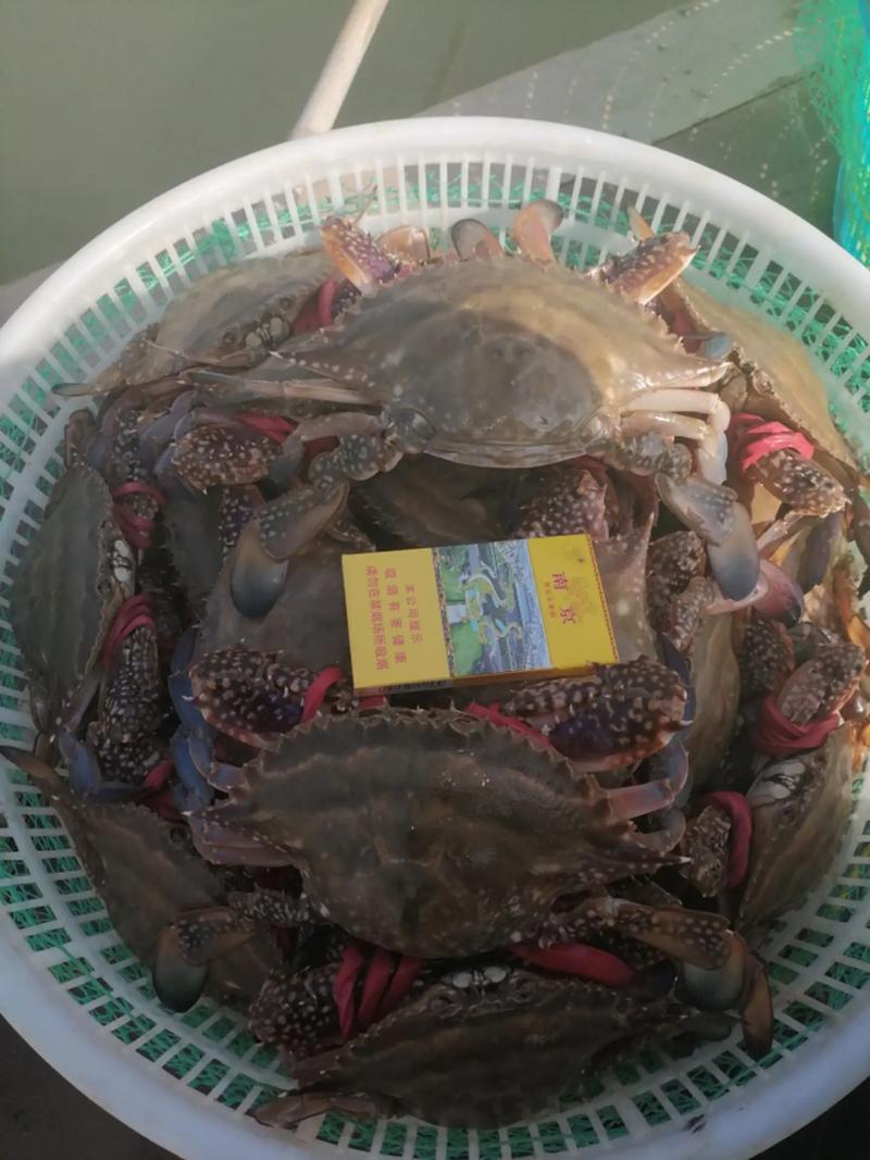 大棚养蟹视频，关键技术点在哪？-图3