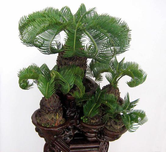 最贵的铁树品种是哪种？-图1