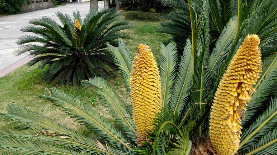 最贵的铁树品种是哪种？-图2