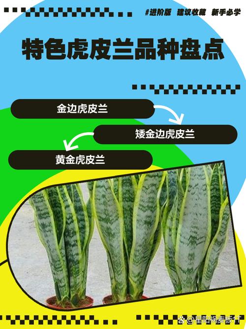 虎皮兰有哪些常见品种？-图2
