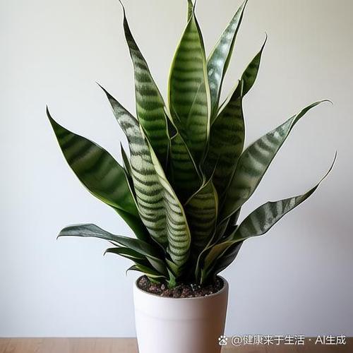 虎皮兰有哪些常见品种？-图3