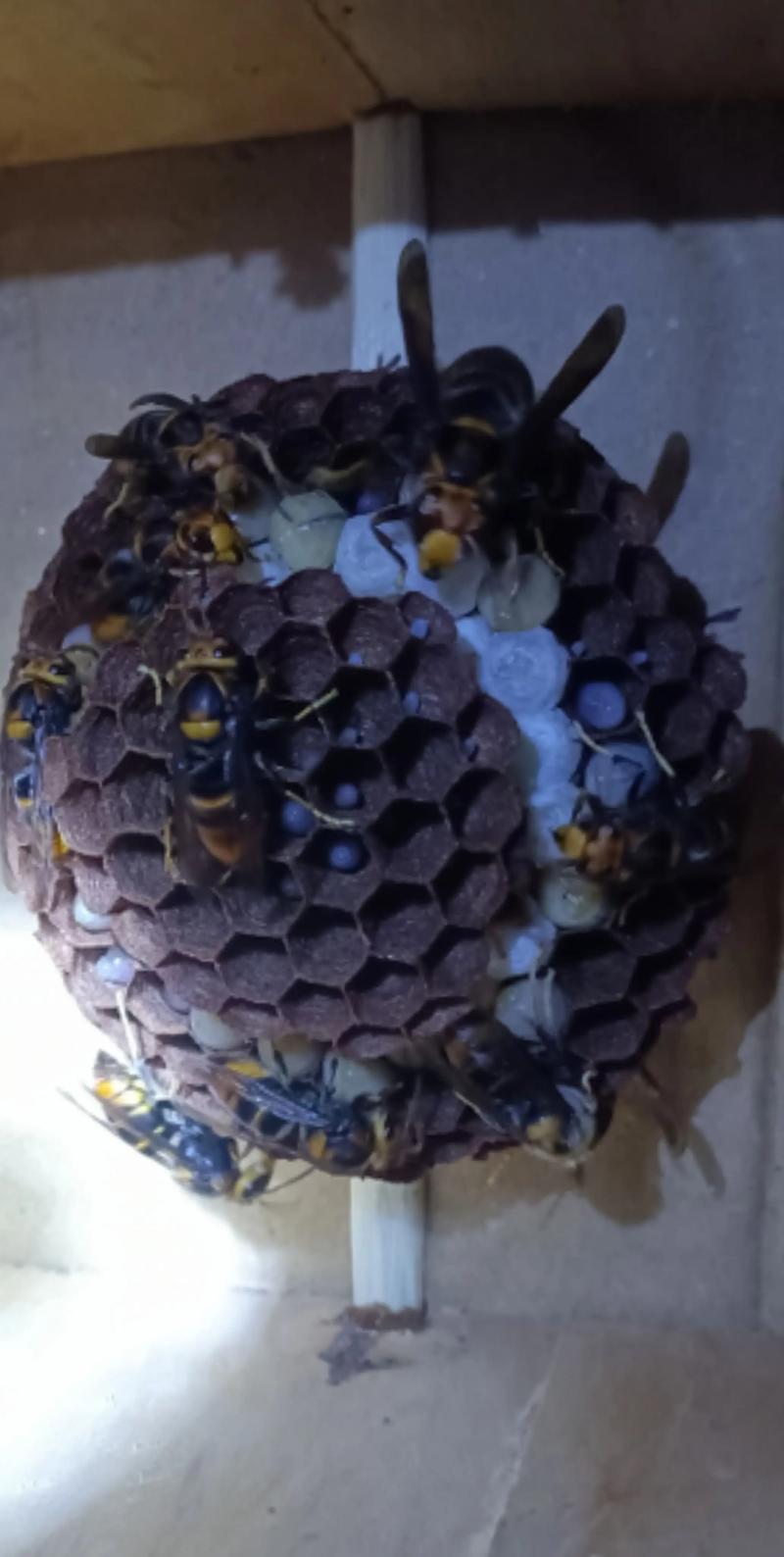 蜂蛹养殖技术视频哪里找全？-图1