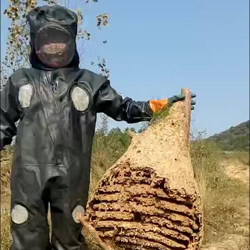 蜂蛹养殖技术视频哪里找全？-图2