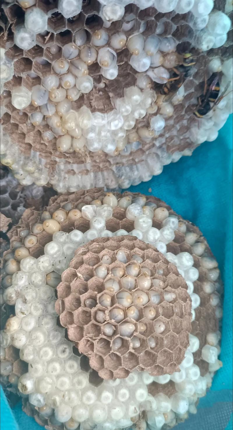 蜂蛹养殖技术视频哪里找全？-图3