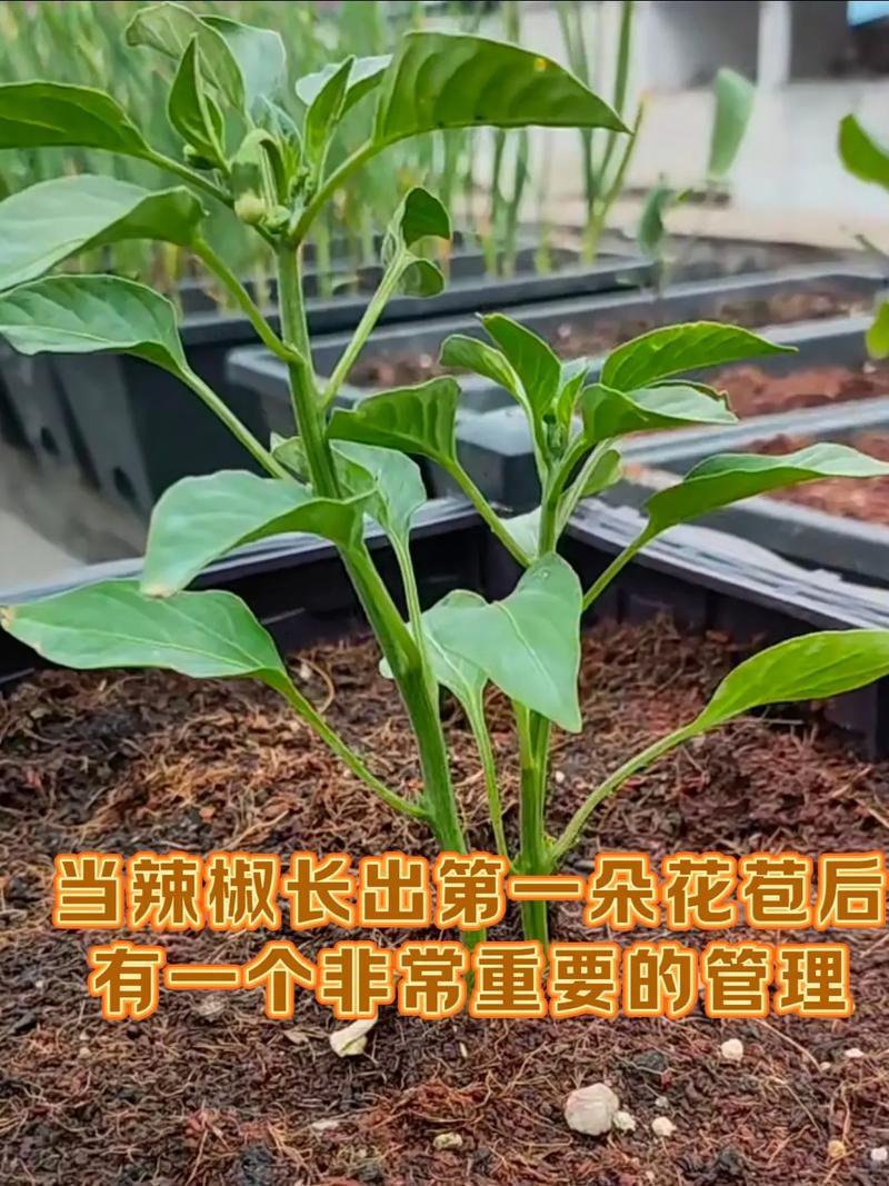辣椒种植技术视频有哪些要点？-图2