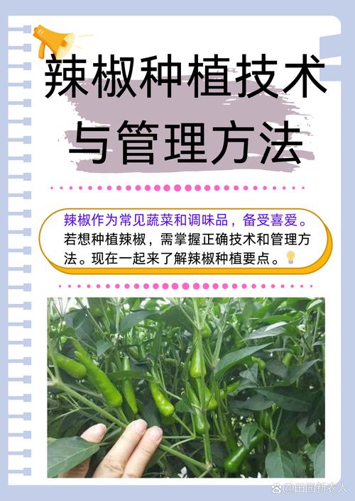 辣椒种植技术视频有哪些要点？-图1