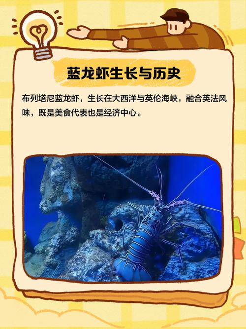 法国蓝龙虾 中国价格-图1