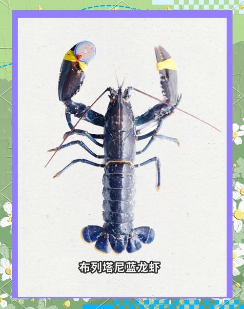法国蓝龙虾 中国价格-图2