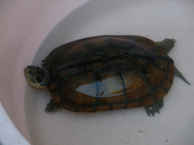 2025越南石龟价格会涨还是跌？-图1