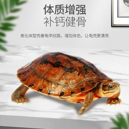 2025越南石龟价格会涨还是跌？-图3