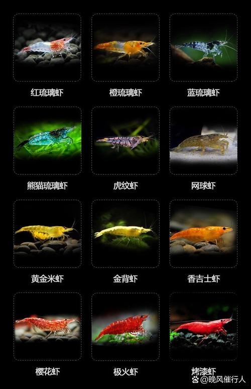 观赏虾品种有哪些？-图1