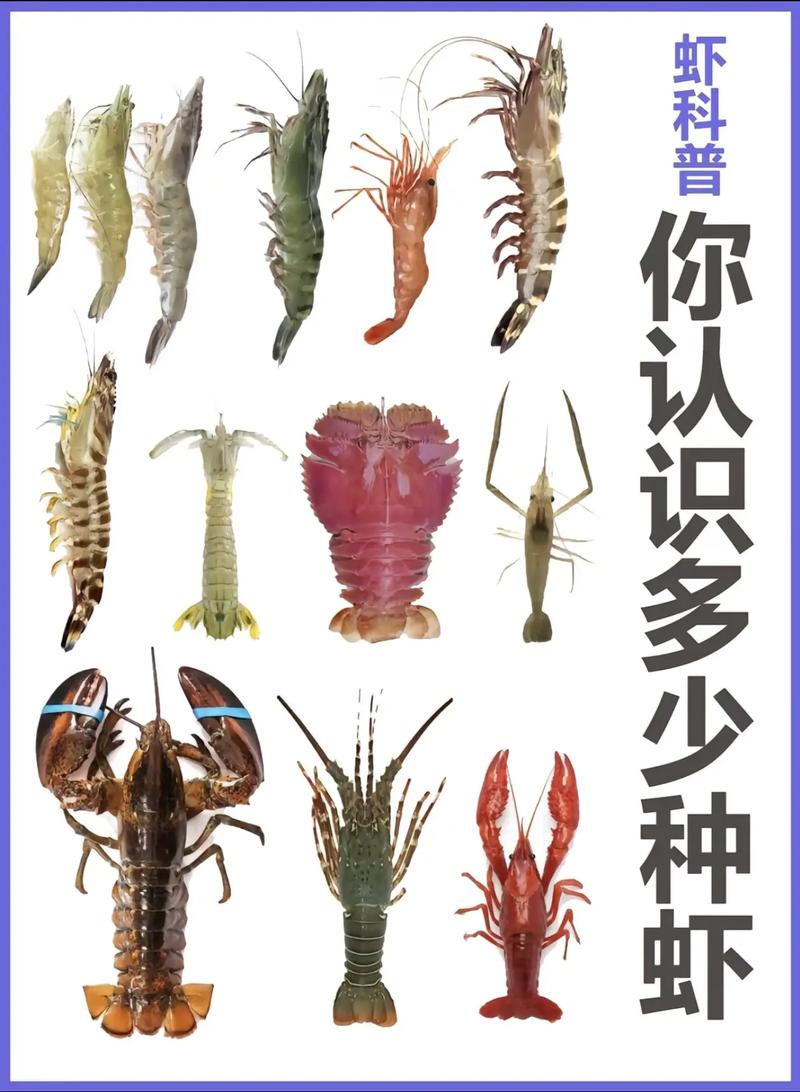 观赏虾品种有哪些？-图2