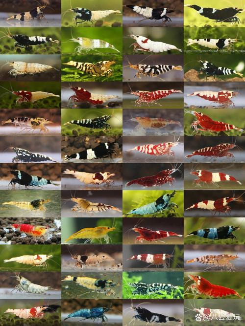 观赏虾品种有哪些？-图3