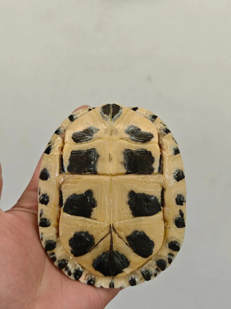 2025安布龟苗价格会是多少？-图2