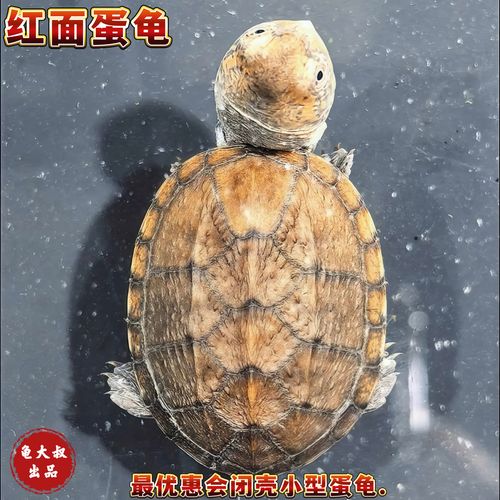 2025安布龟苗价格会是多少？-图1