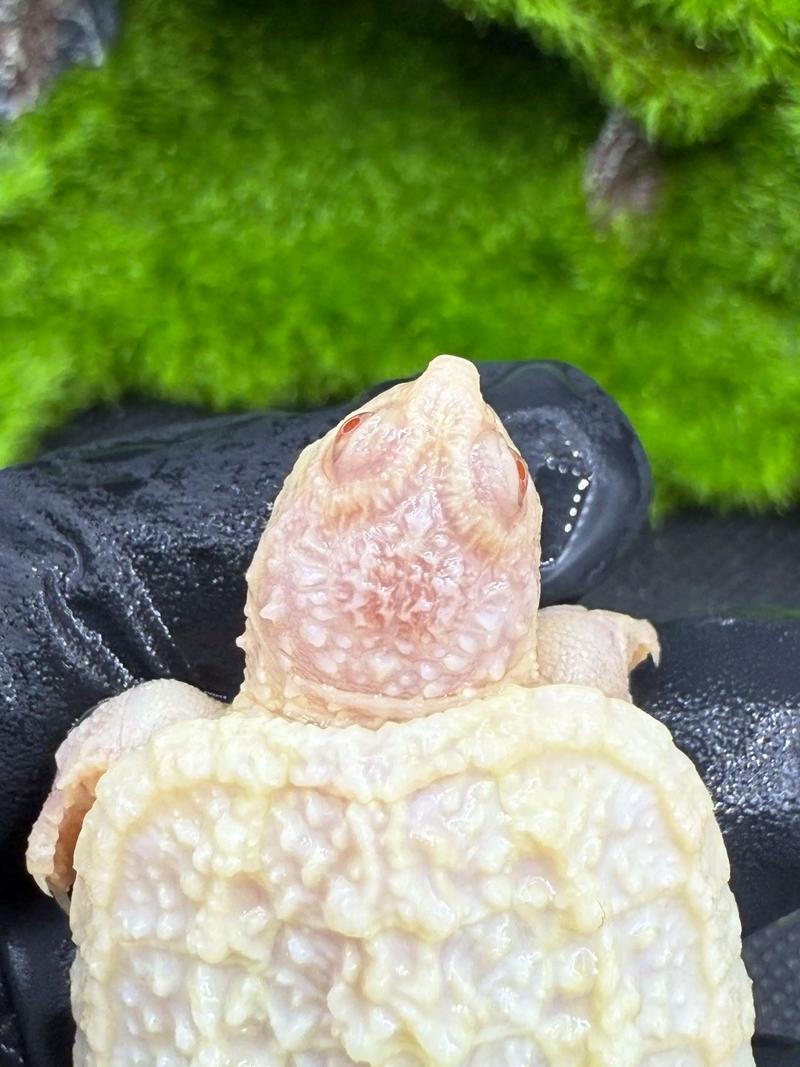 2025安布龟苗价格会是多少？-图3