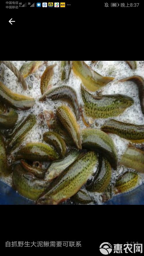泥鳅养殖常见品种有哪些？-图2