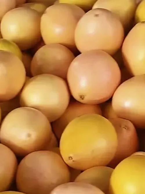 特早熟柚子品种有哪些？-图3