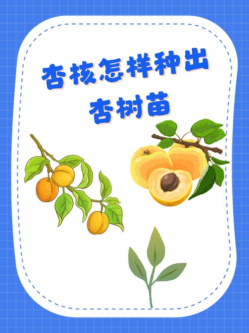 干燥杏子种子如何快速发芽?-图1 干燥杏子种子如何快速发芽?-图1