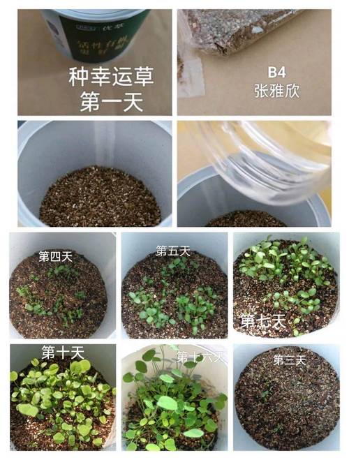 干燥杏子种子如何快速发芽?-图2 干燥杏子种子如何快速发芽?-图2