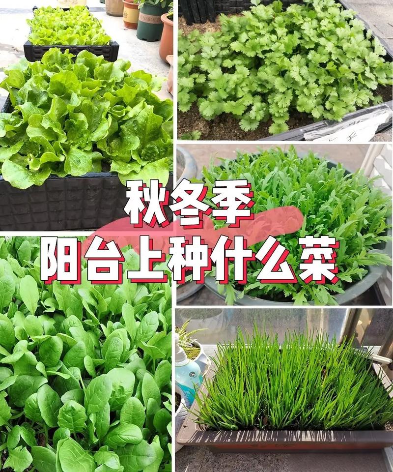 耐寒蔬菜品种有哪些？-图1