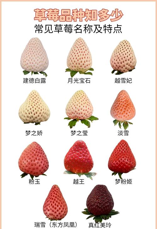 哪个品种的草莓比较大-图1