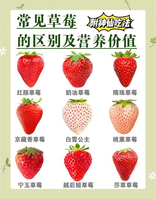 哪个品种的草莓比较大-图2